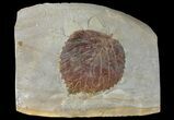 Detailed Fossil Leaf (Davidia) - Glendive, Montana #99349-1